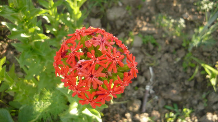 Lychnis chalcedonica