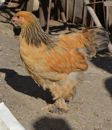 blue columbia 2 luni