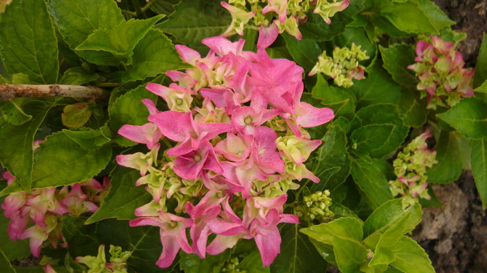 148 - hortensia