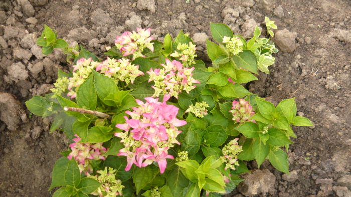 149 - hortensia