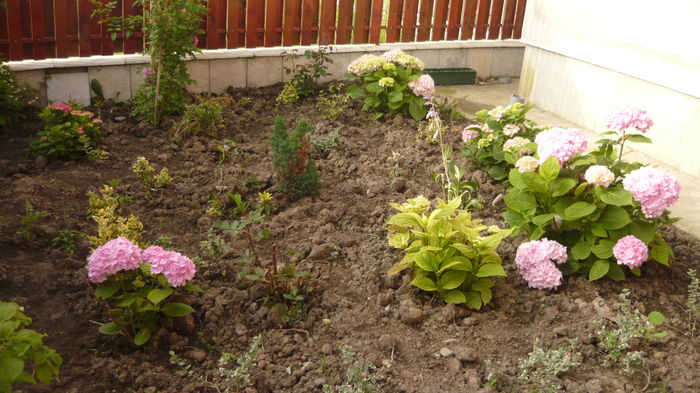 150 - hortensia