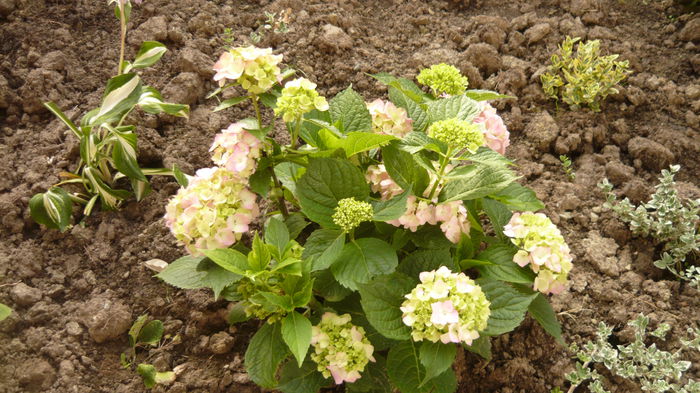 153 - hortensia