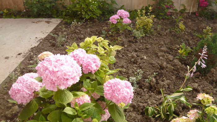 154 - hortensia