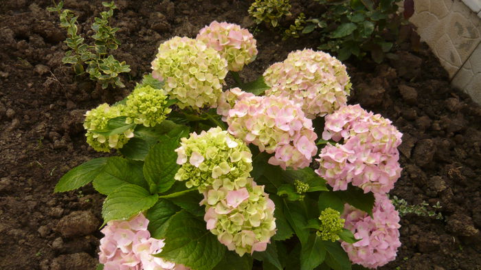 155 - hortensia