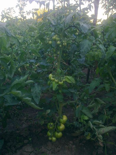 29 iunie 20142001 - z gradina mea 2014