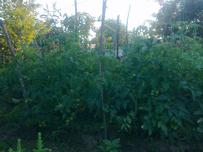 29 iunie 20142008