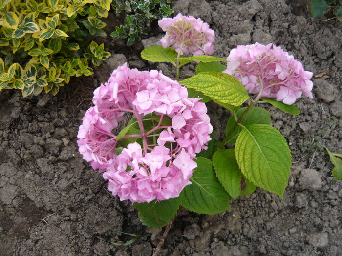 097 - hortensia