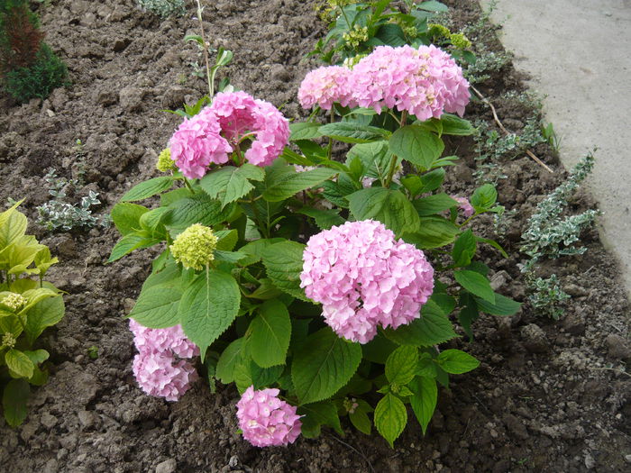 098 - hortensia