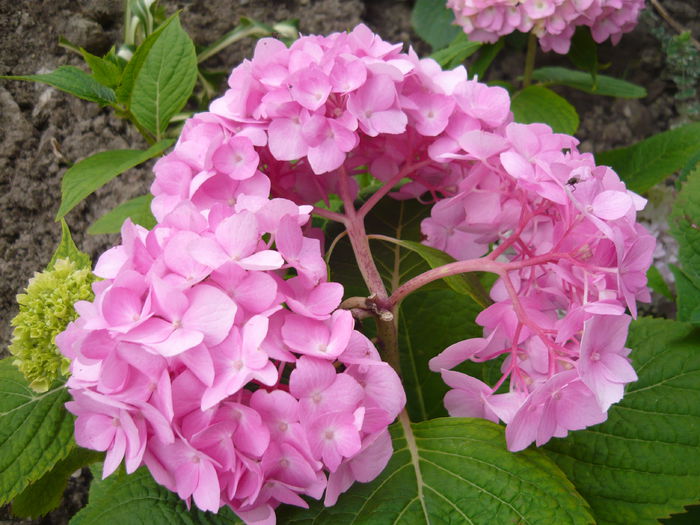 099 - hortensia