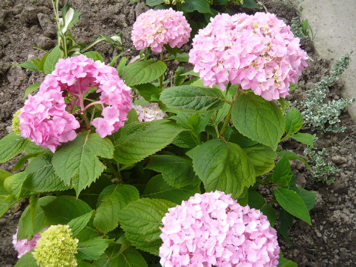 100 - hortensia