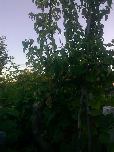 29 iunie 20142022