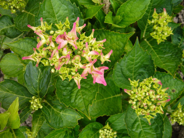 101 - hortensia