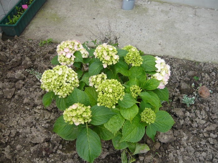 102 - hortensia
