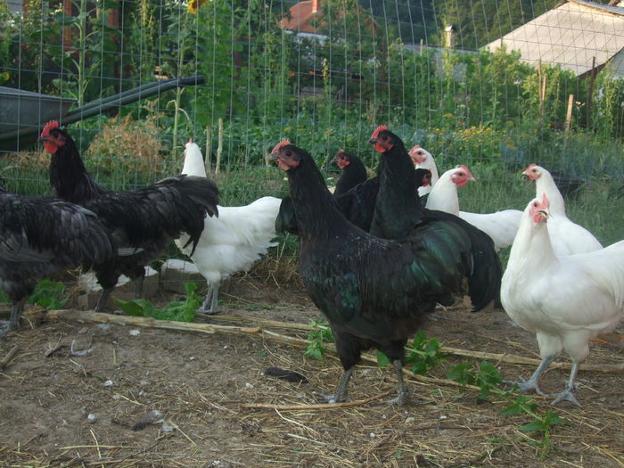 iunie 2014 133 - Australorp - arhiva