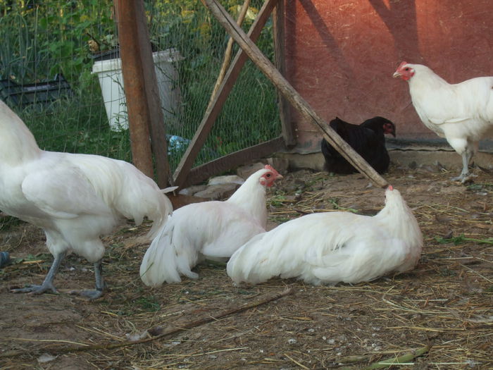 iunie 2014 137 - Australorp - arhiva