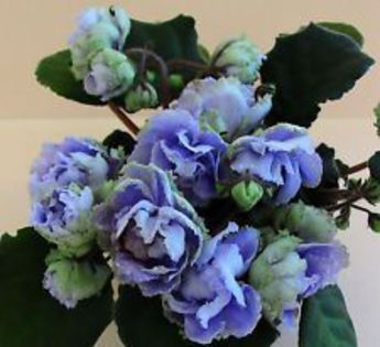 bbac70b79448cb4d779ccd39c5c399a3