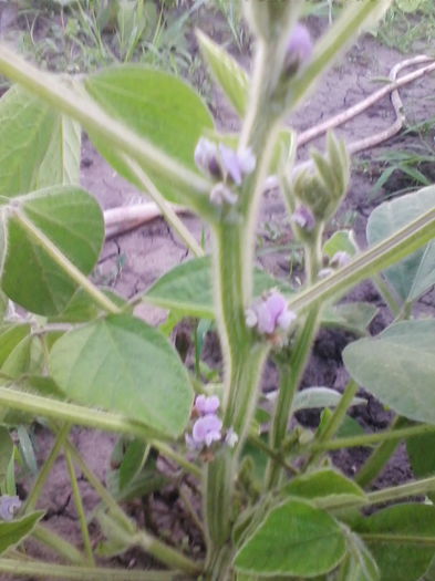 soia - a-a GRADINA DE LEGUME-2014
