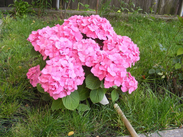 DSCF0773 - Hortensia