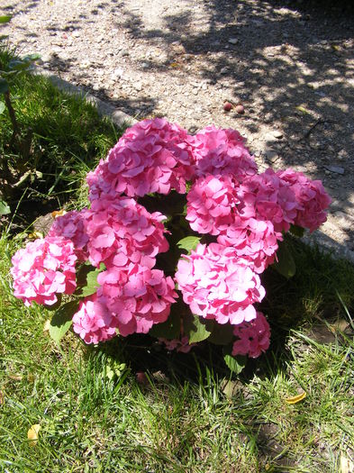 DSCF0836 - Hortensia