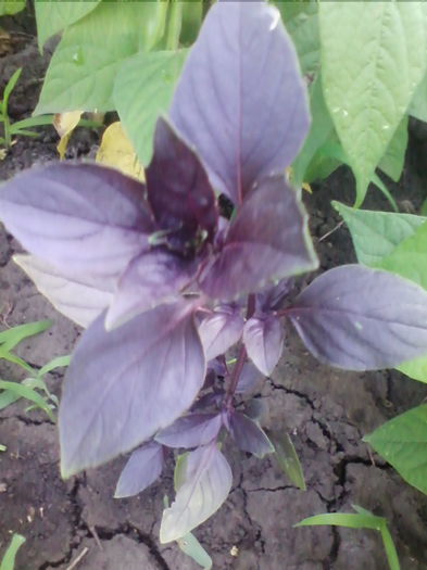 busuioc rosu - a-a GRADINA DE LEGUME-2014