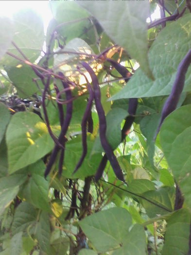 fasole mov-urcatoare - a-a GRADINA DE LEGUME-2014