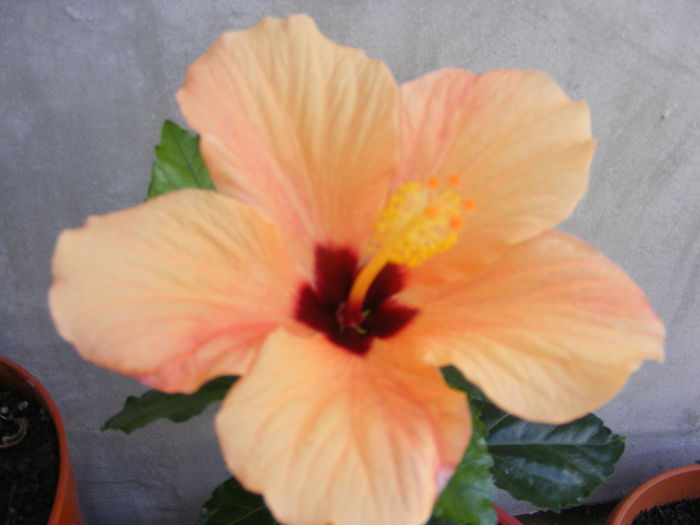 DSCF0764