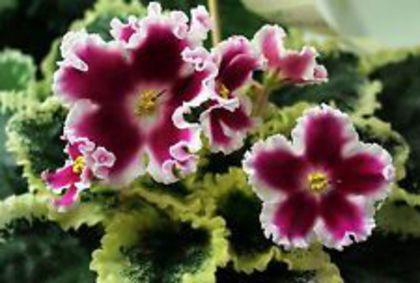 ed4d50076be84e2647638c881a85c81c