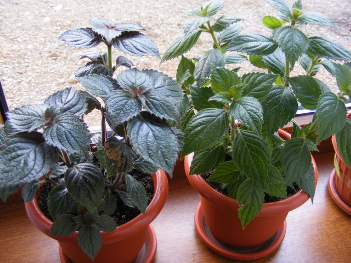 nu vor sa infloresca...