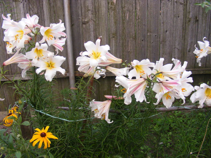 DSCF0746 - Vara 2014-2017