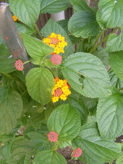 DSCF0776 - lantana