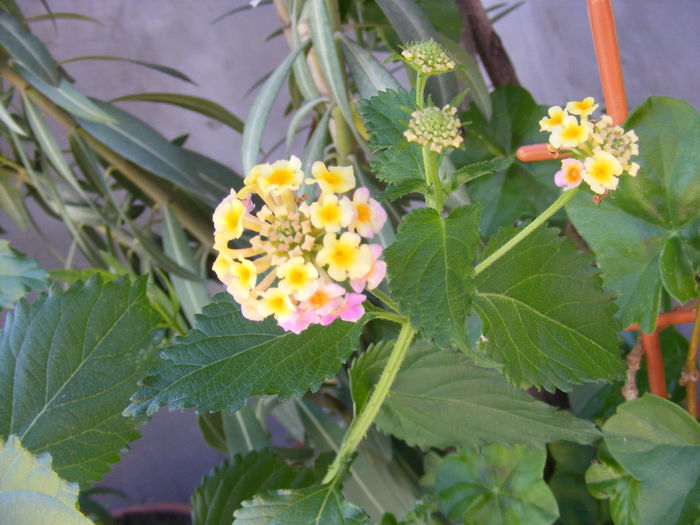 DSCF0833