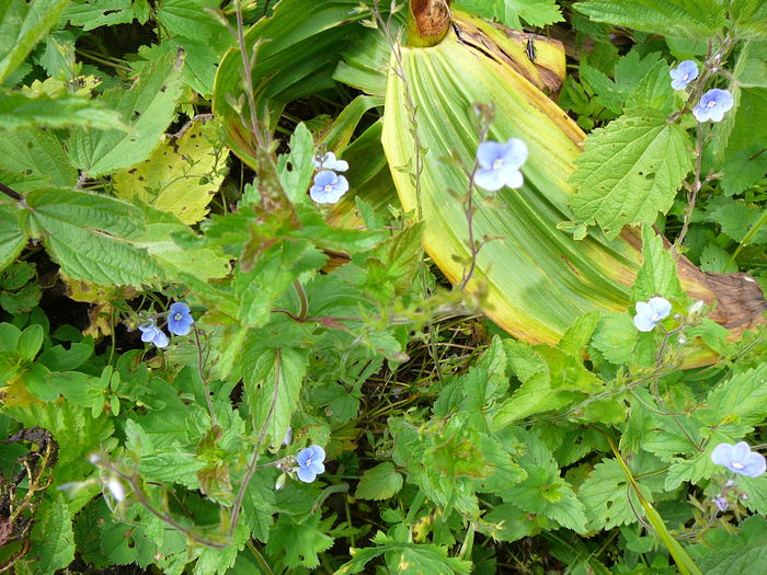 P1550607