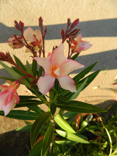 Floare "Anushka" - Leandri