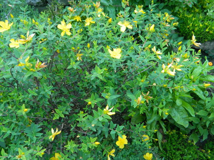 Hypericum