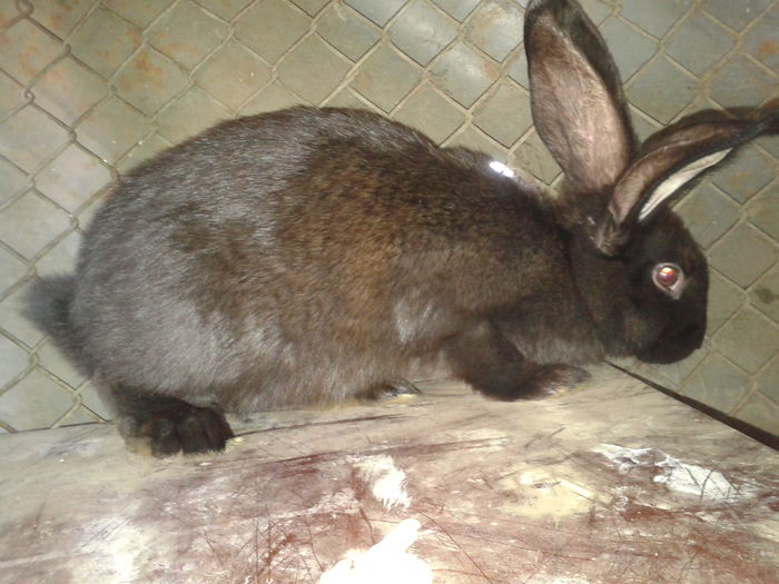 mascul  3 luni --de vanzare