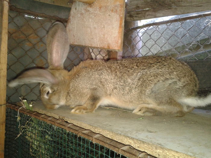 mascul 3 luni --de vanzare