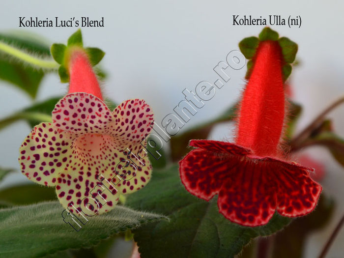 Kohleria Luci s Blend and Ulla (ni)