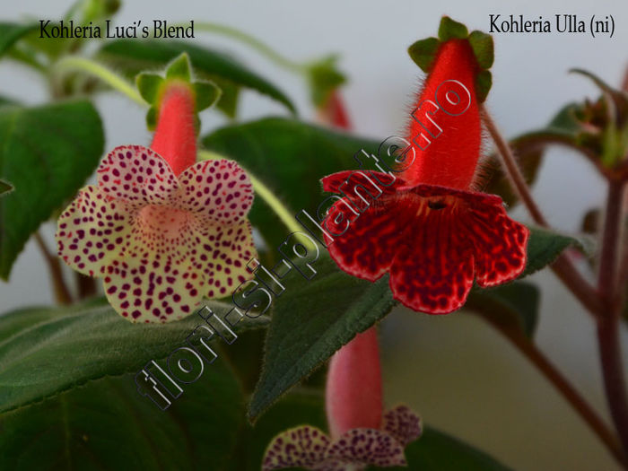 Kohleria Luci s Blend and Ulla (ni)