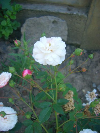 'Little White Pet' • Belle de Teheran • Belle of Teheran • Belle of Tehran • Little Pet • White Pet; Polyantha.  Discovered by Peter Henderson (United States, 1879).
