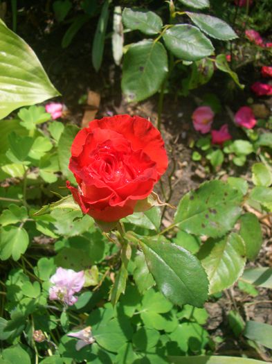 'Mercedes ®' • Merko • MerKOR; Floribunda, Florists Rose.  Bred by Reimer Kordes (Germany, 1974).
