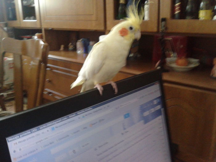 Kiki pe internet! - Nimfa- papagalul meu si pisicile Anei