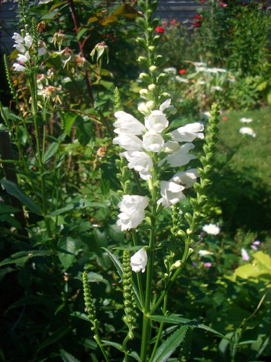 Physostegia