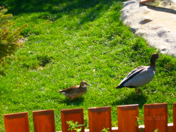 dragoste cu nabadai!!!