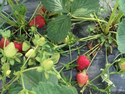 10339097_656594394435488_468617209_n