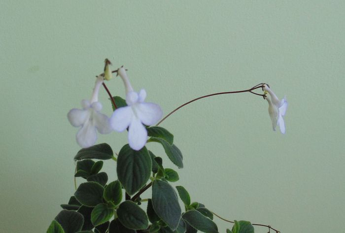 DSC02581 - Streptocarpella 2013 - 2014