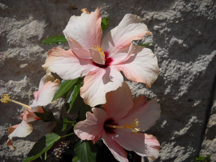 CAiro 29 iunie - HIBISCUS- 2014