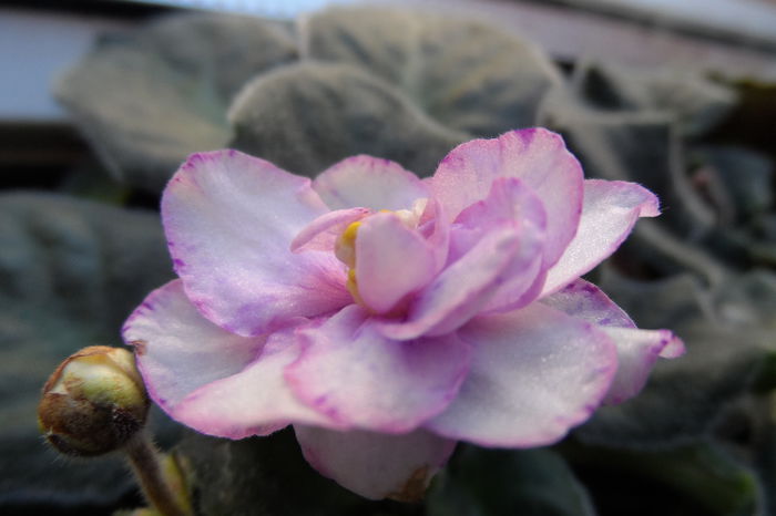 Necunoscuta, cumparata ca si Ek Razovyi Dalmatinec