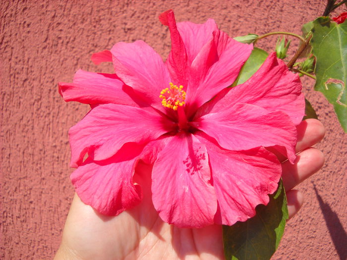 Cairo rosa 29 .06.014 - HIBISCUS- 2014