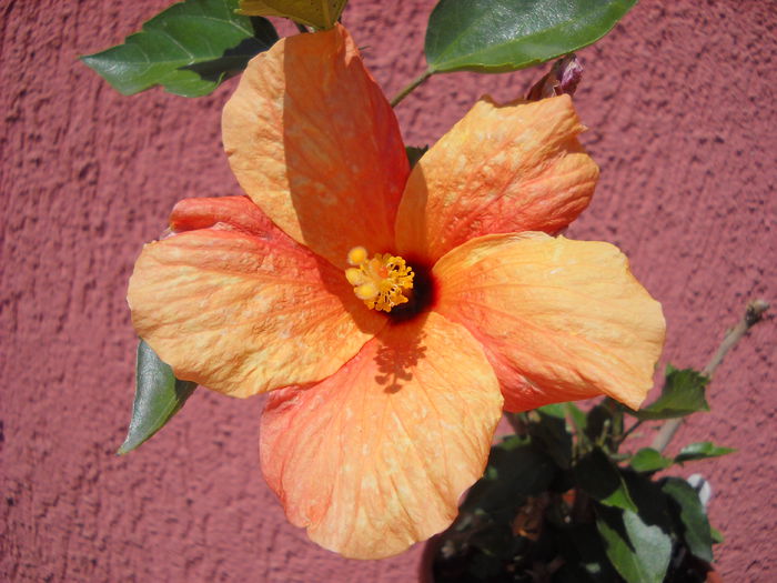 Hibiscus Cairo Apricot  29.06014