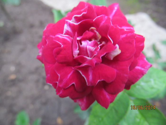 IMG_1489 - TRANDAFIRI 2014
